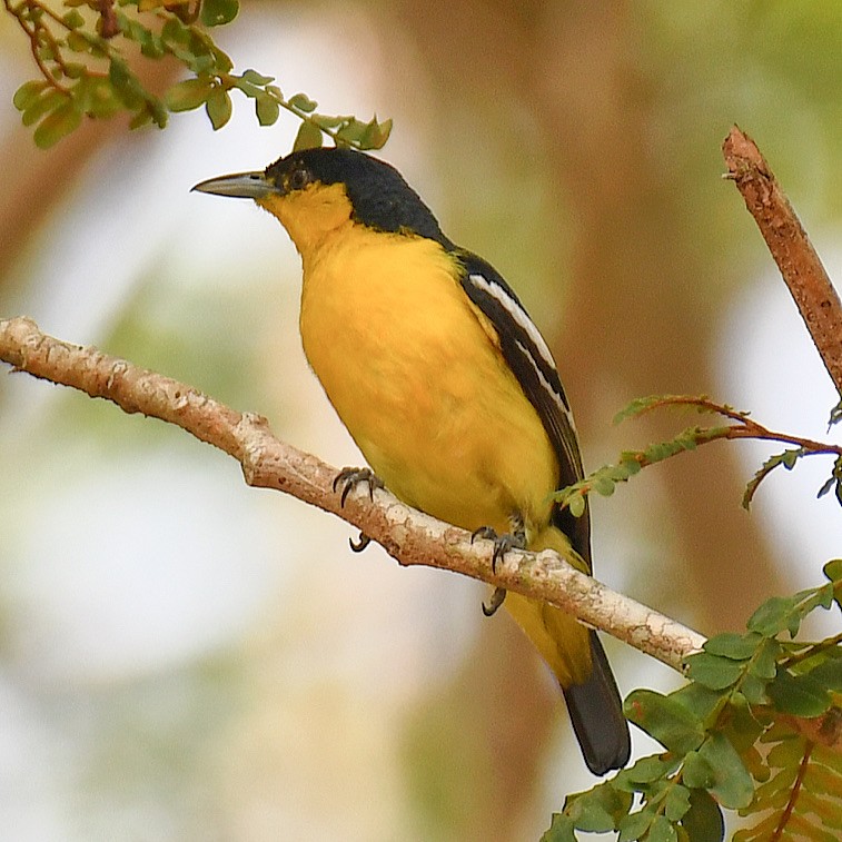 Common Iora - ML645107401