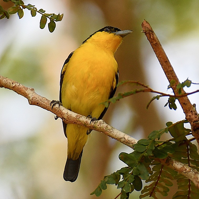Common Iora - ML645107402