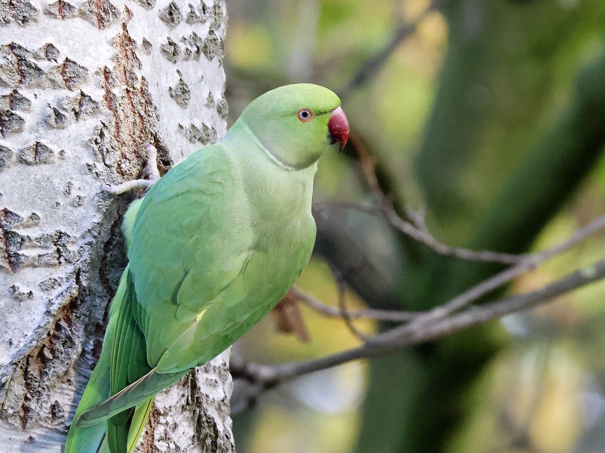 Rose-ringed Parakeet - ML645107406