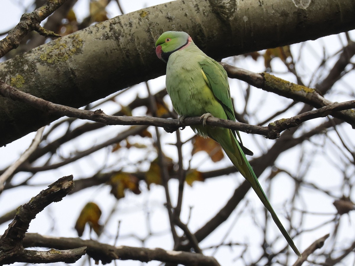 Rose-ringed Parakeet - ML645107407