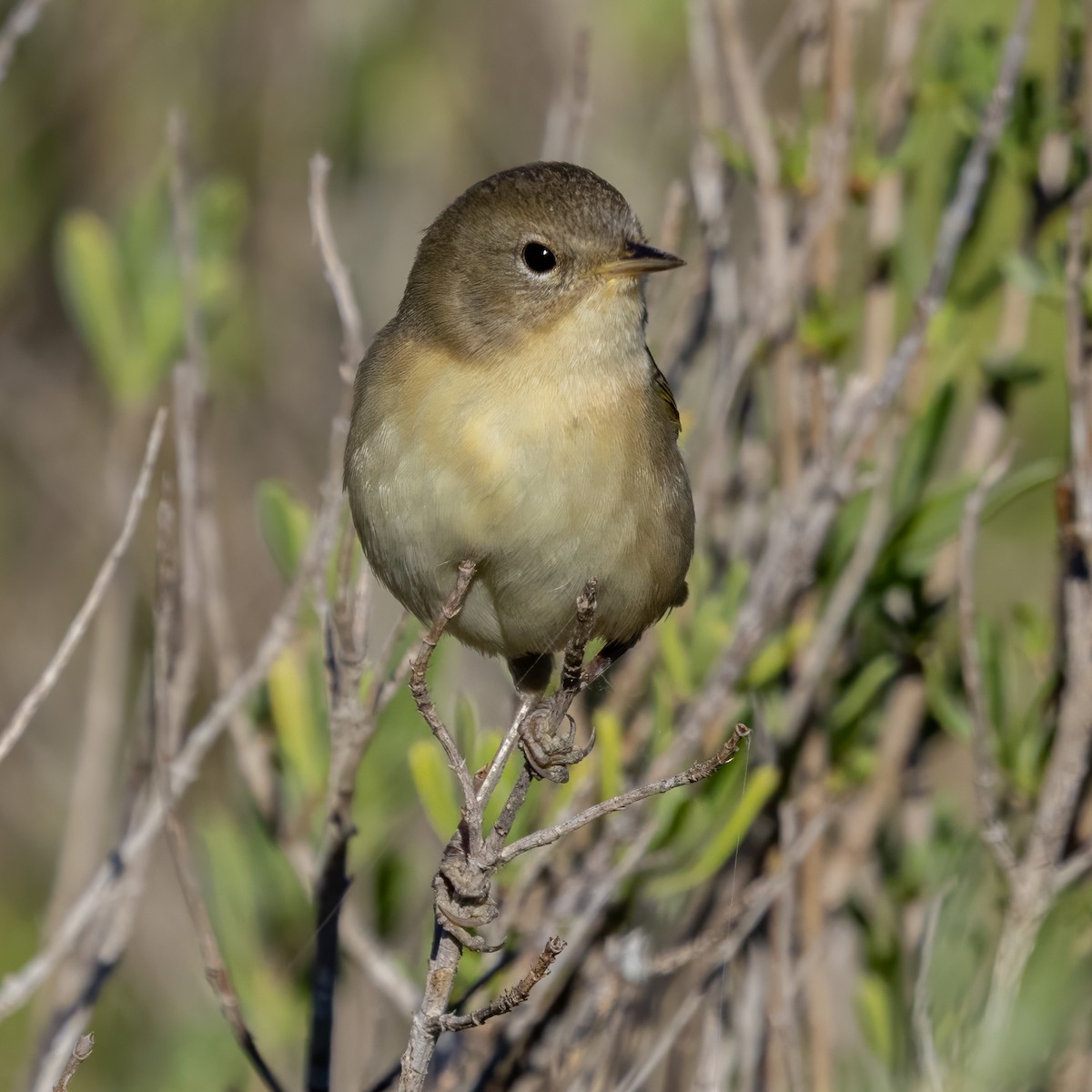 Common Yellowthroat - ML645107408