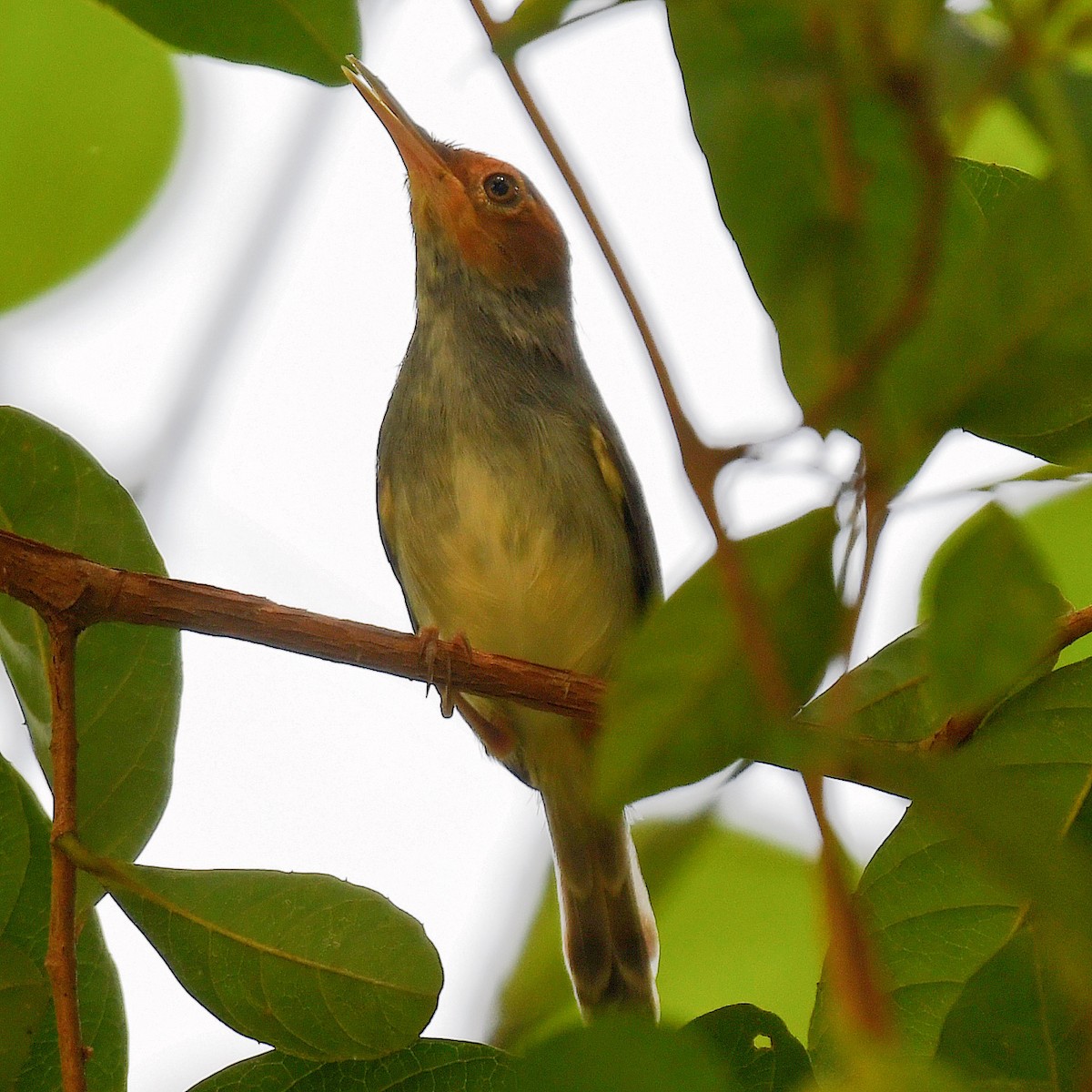 Ashy Tailorbird - ML645107421