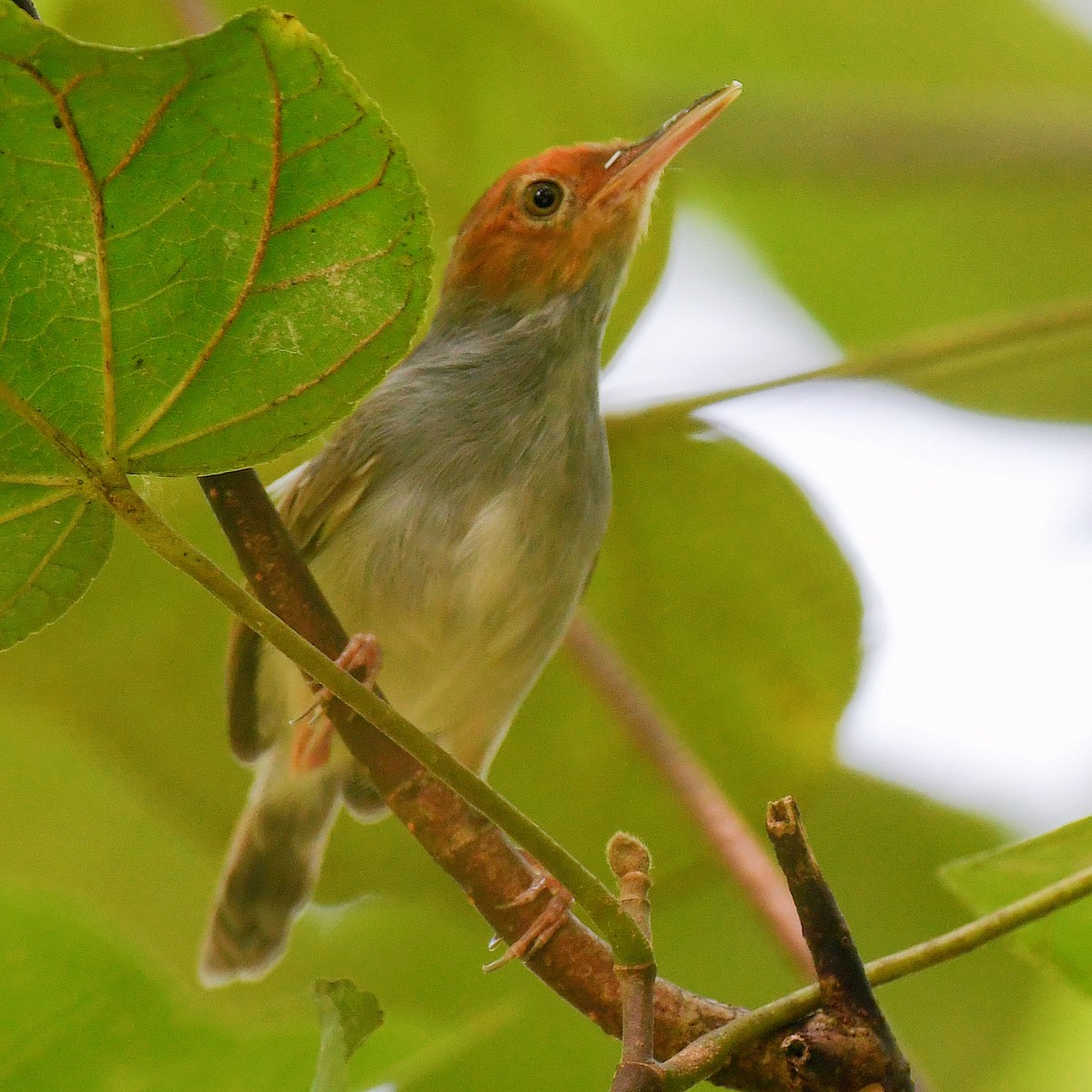 Ashy Tailorbird - ML645107422
