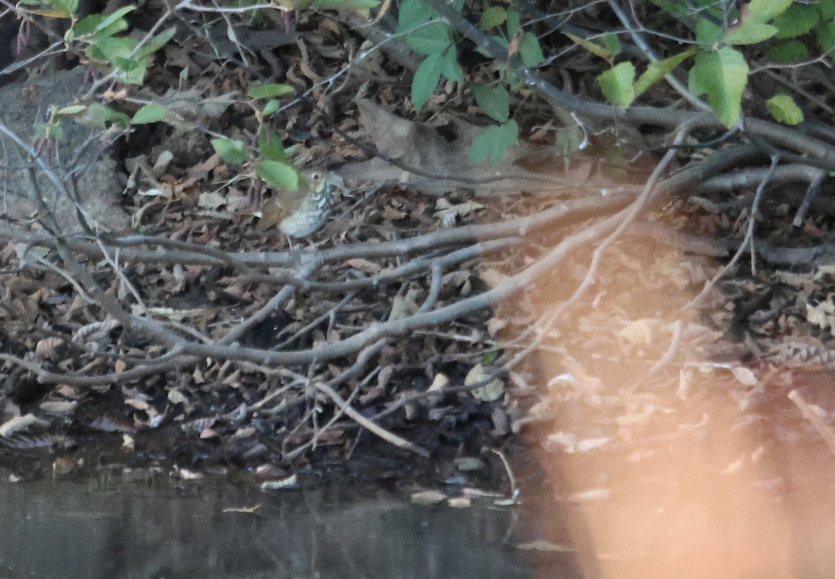 Catharus sp. - ML645107432