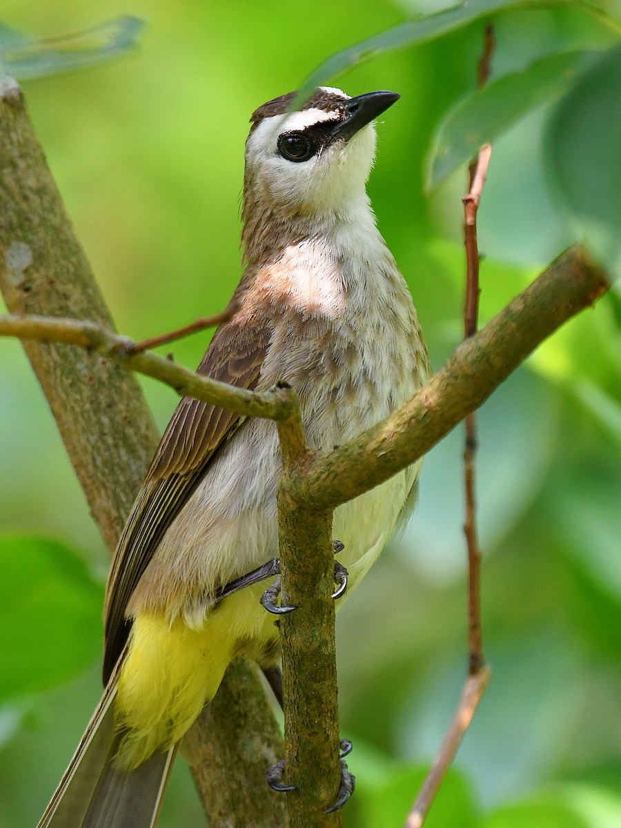 Yellow-vented Bulbul - ML645107445