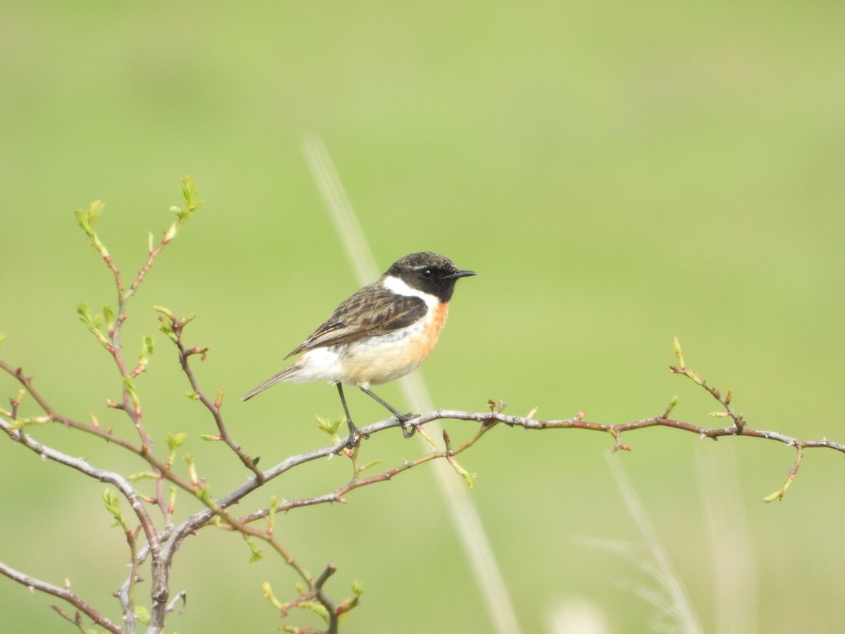 European Stonechat - ML645107448