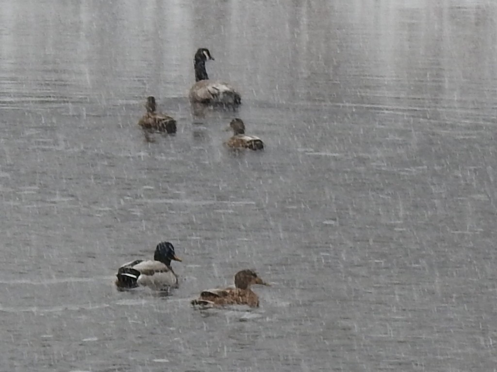 Bernache du Canada - ML645107450