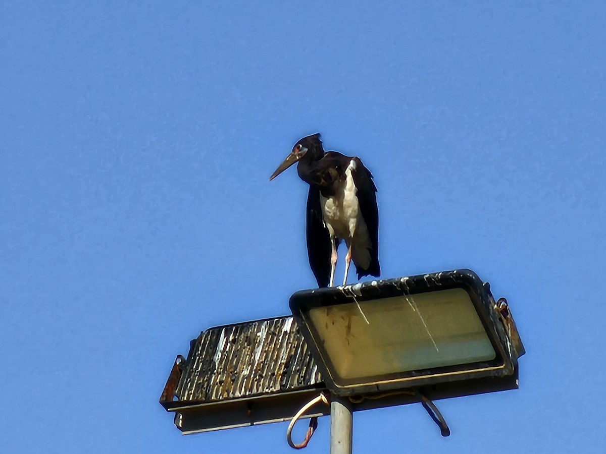 Abdim's Stork - ML645107460