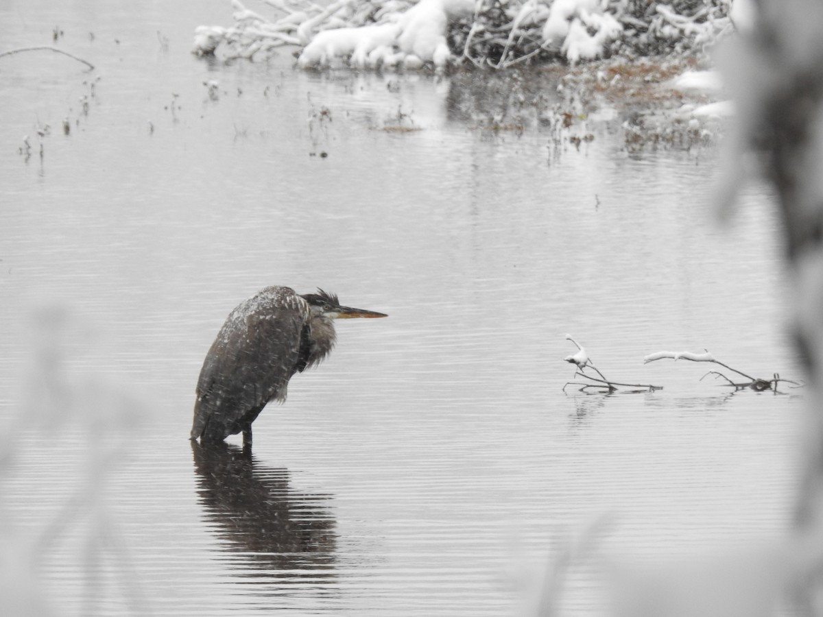 Great Blue Heron - ML645107467