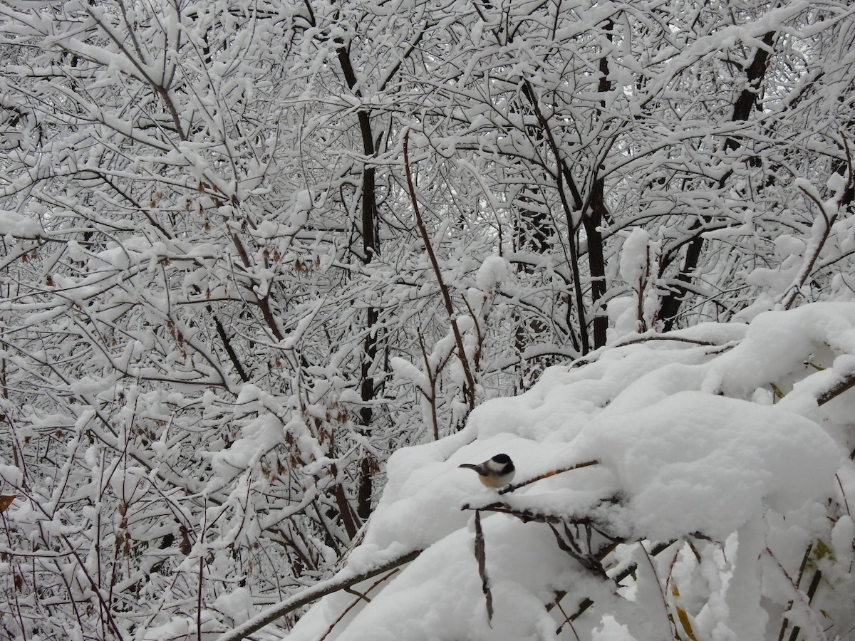 Black-capped Chickadee - ML645107476