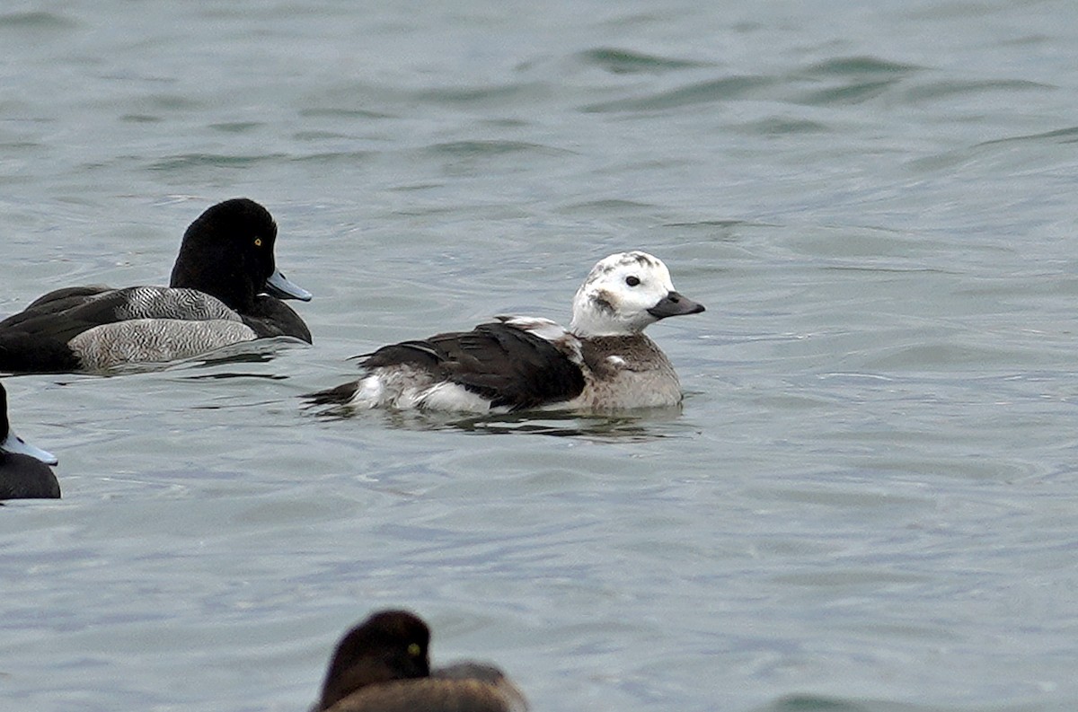 havelle - ML645107480