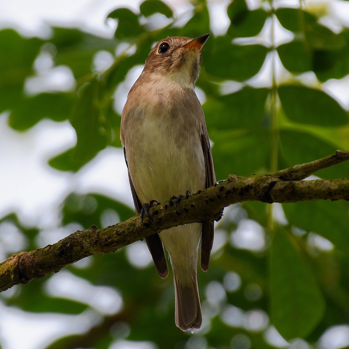 Asian Brown Flycatcher - ML645107481