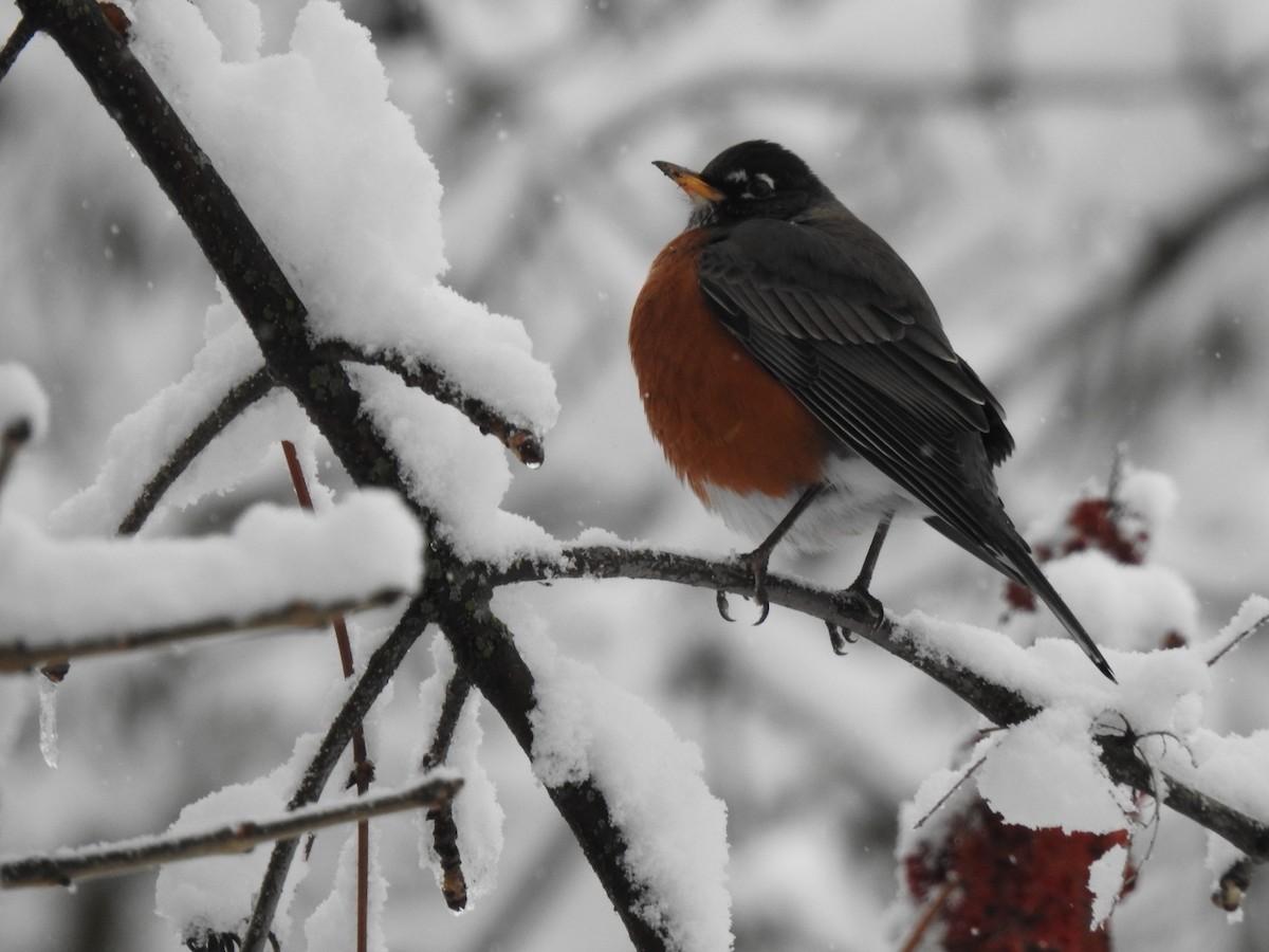 American Robin - ML645107482