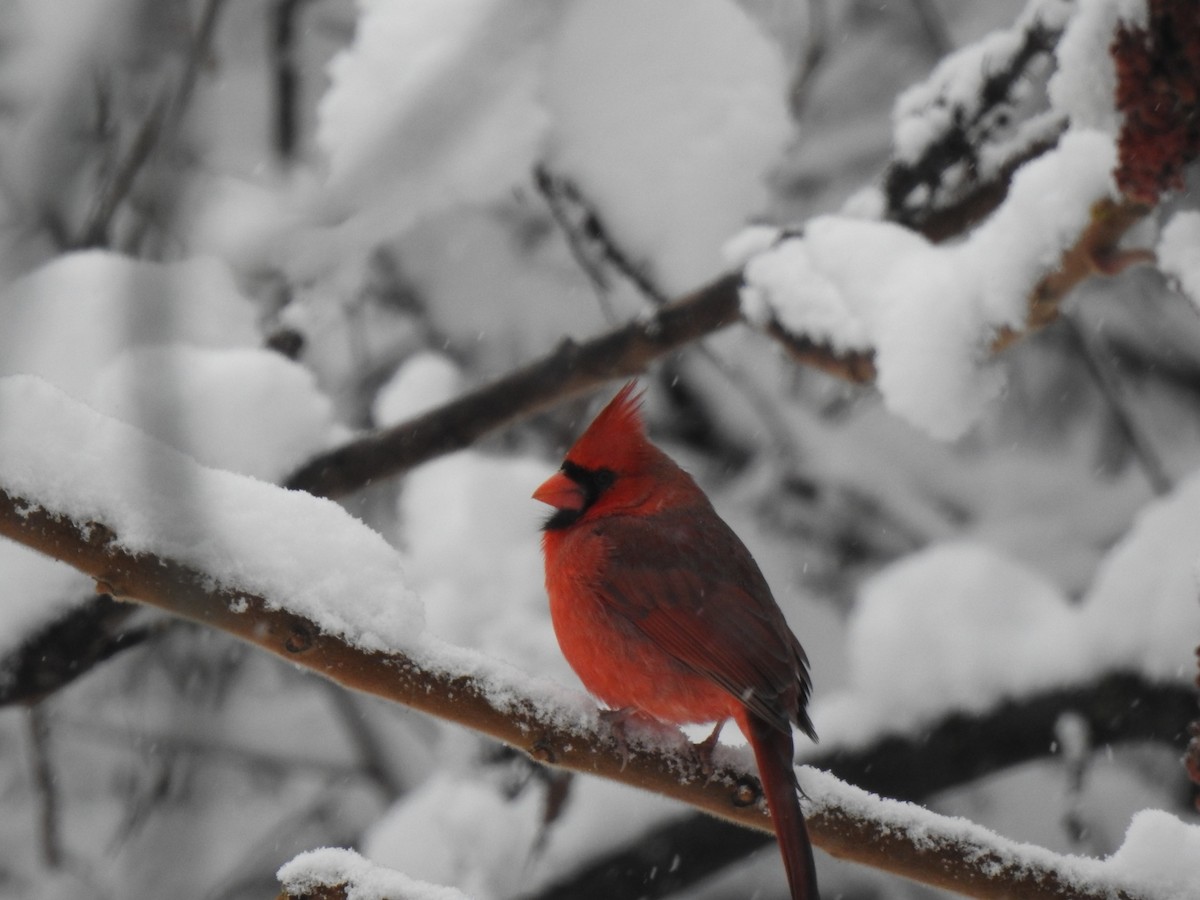 Northern Cardinal - ML645107492