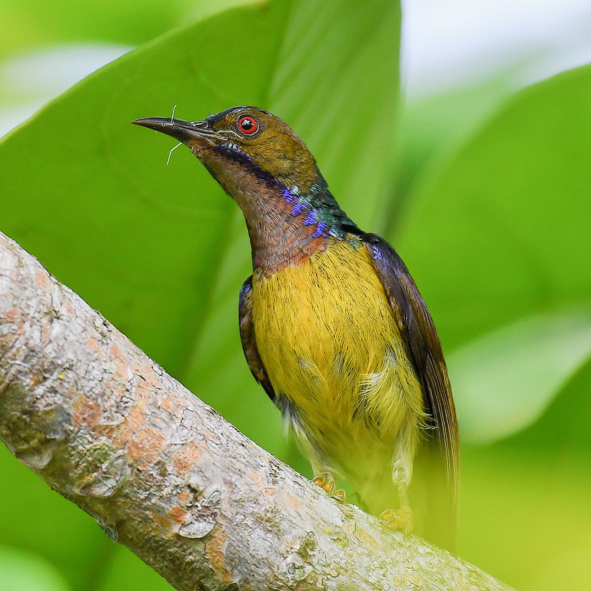 Brown-throated Sunbird - ML645107499