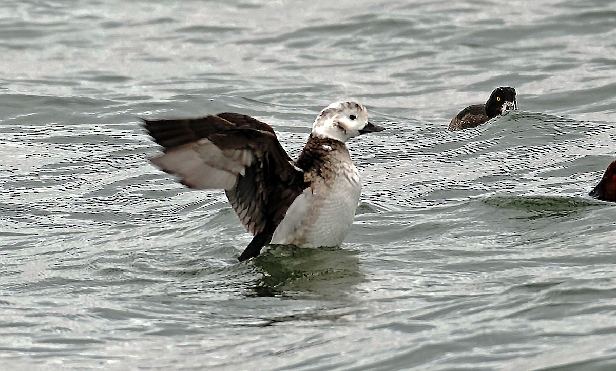 havelle - ML645107517