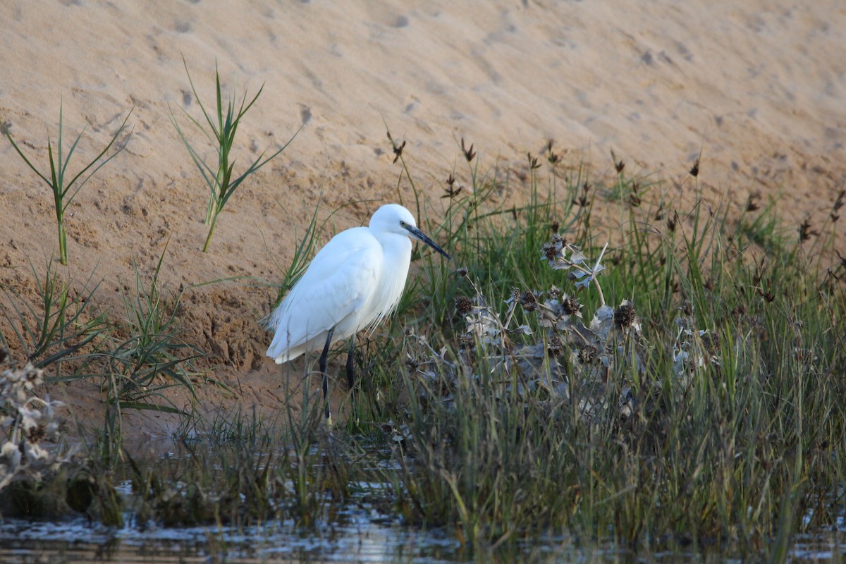Little Egret - ML645107521