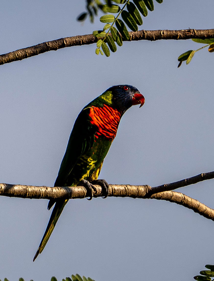 Coconut Lorikeet - ML645107522