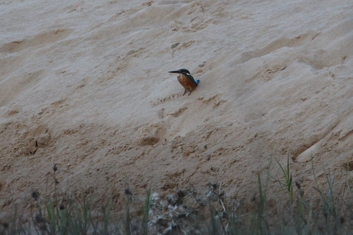 Common Kingfisher - ML645107532