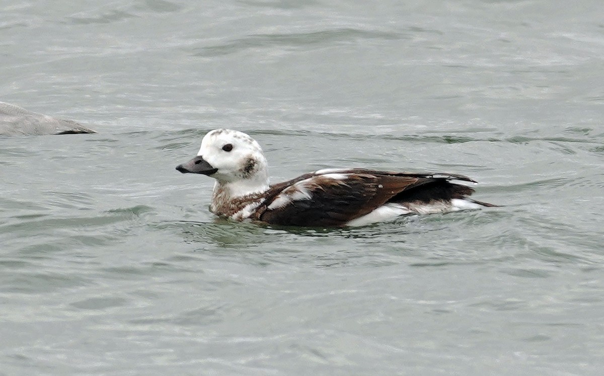 havelle - ML645107534