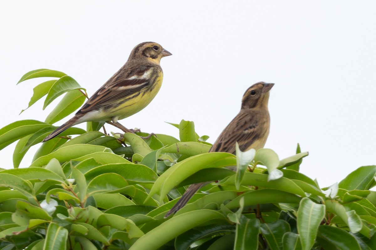 Вівсянка лучна - ML645107541