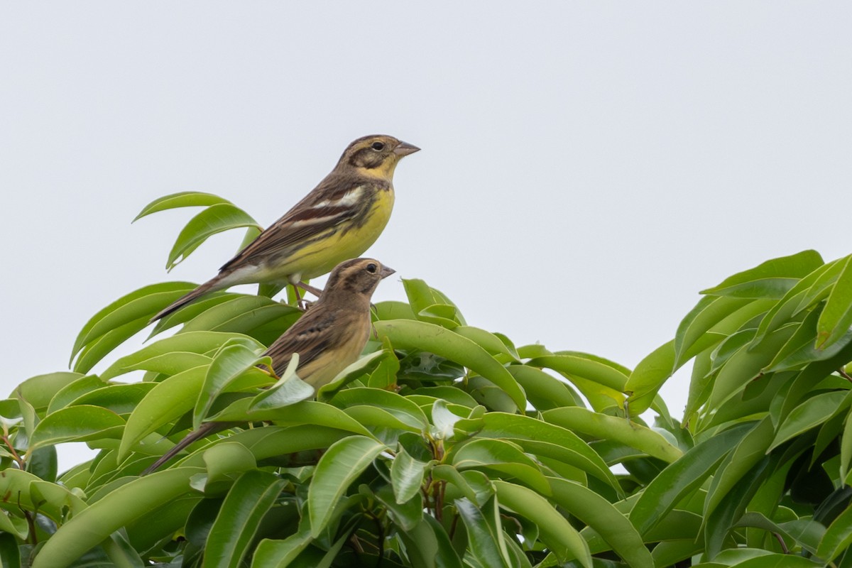 Вівсянка лучна - ML645107542