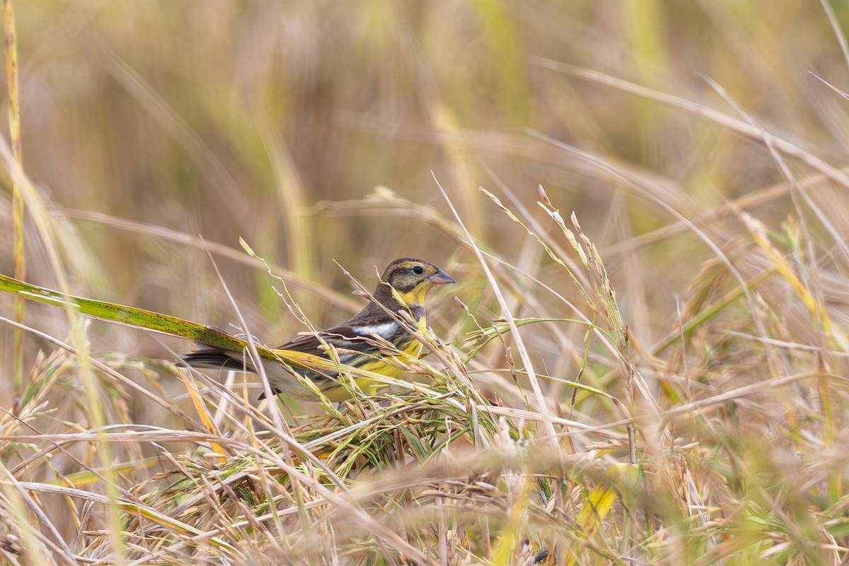 Вівсянка лучна - ML645107543