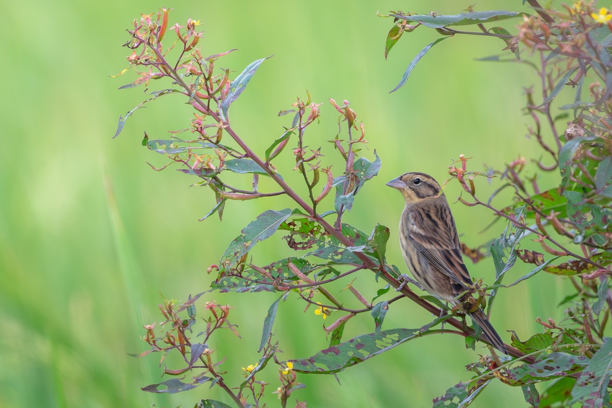 Вівсянка лучна - ML645107545