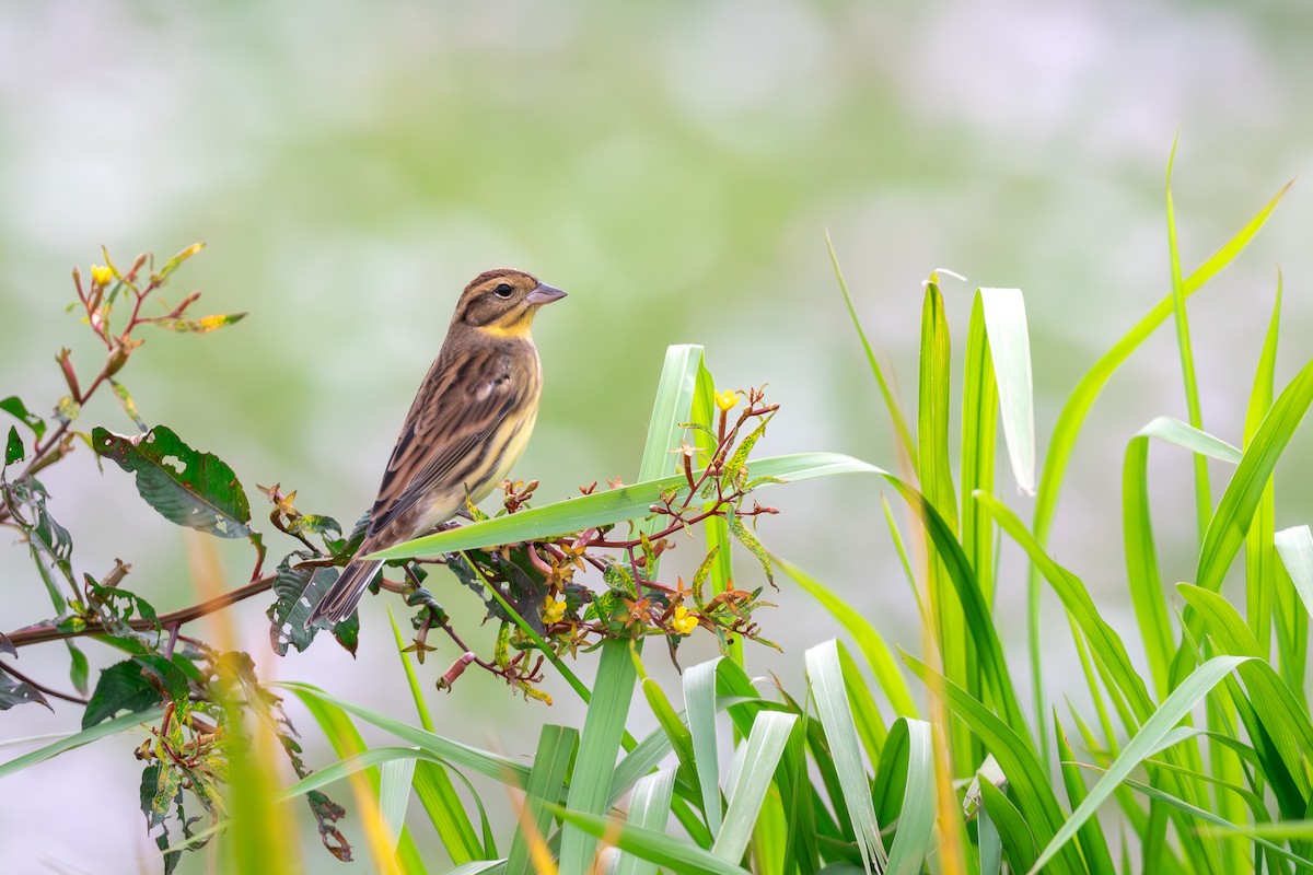 Вівсянка лучна - ML645107546