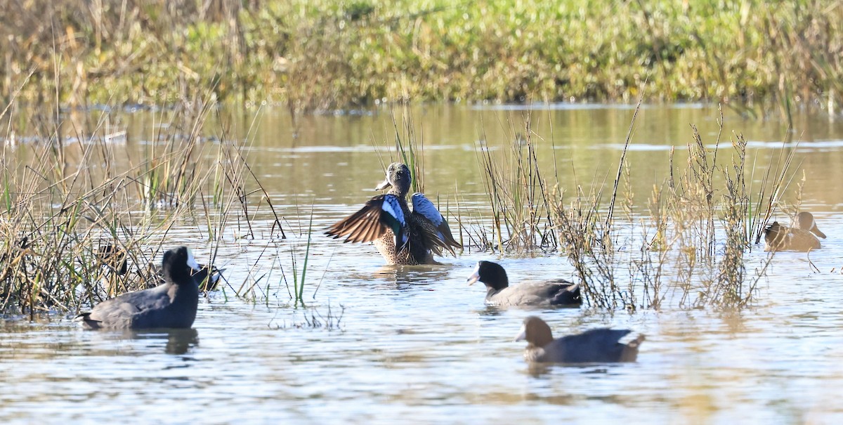 Blue-winged Teal - ML645107549