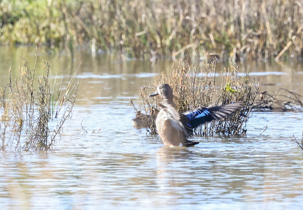 Blue-winged Teal - ML645107551