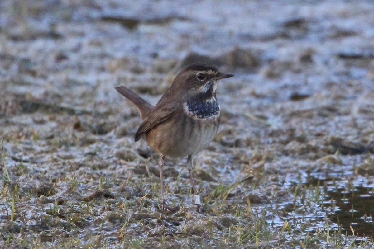 Bluethroat - ML645107552