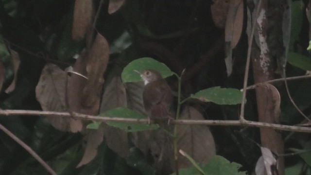 White-chested Babbler (Malayan) - ML645107553
