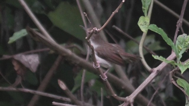 White-chested Babbler (Malayan) - ML645107554