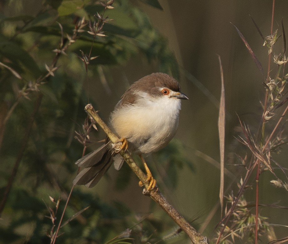 Timalí Ojigualdo - ML645107555