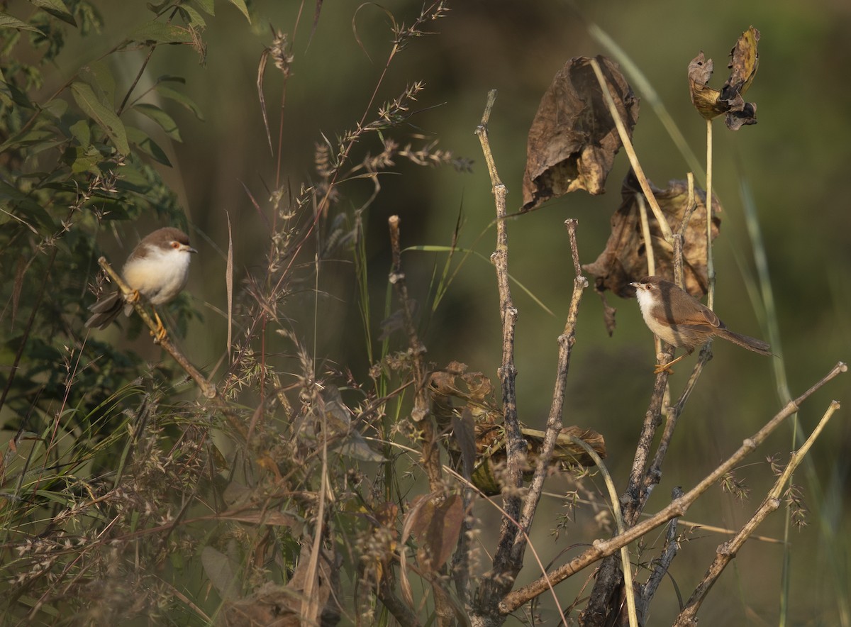 Timalí Ojigualdo - ML645107556