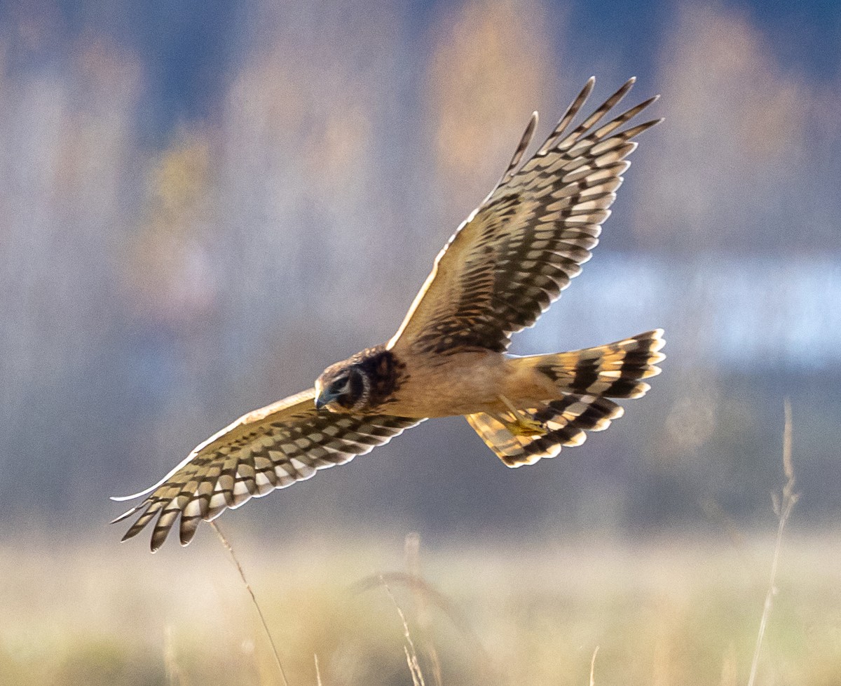 moták severoamerický - ML645107586