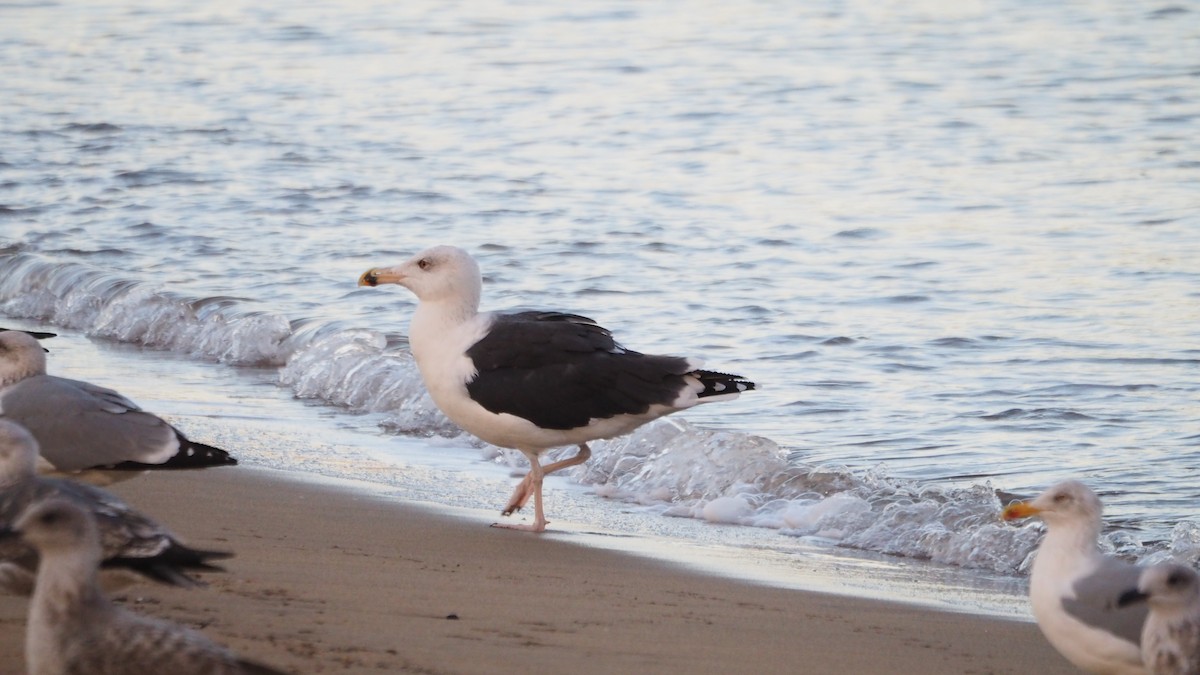 Büyük Kara Sırtlı Martı - ML645107592