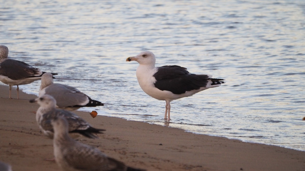 Büyük Kara Sırtlı Martı - ML645107596