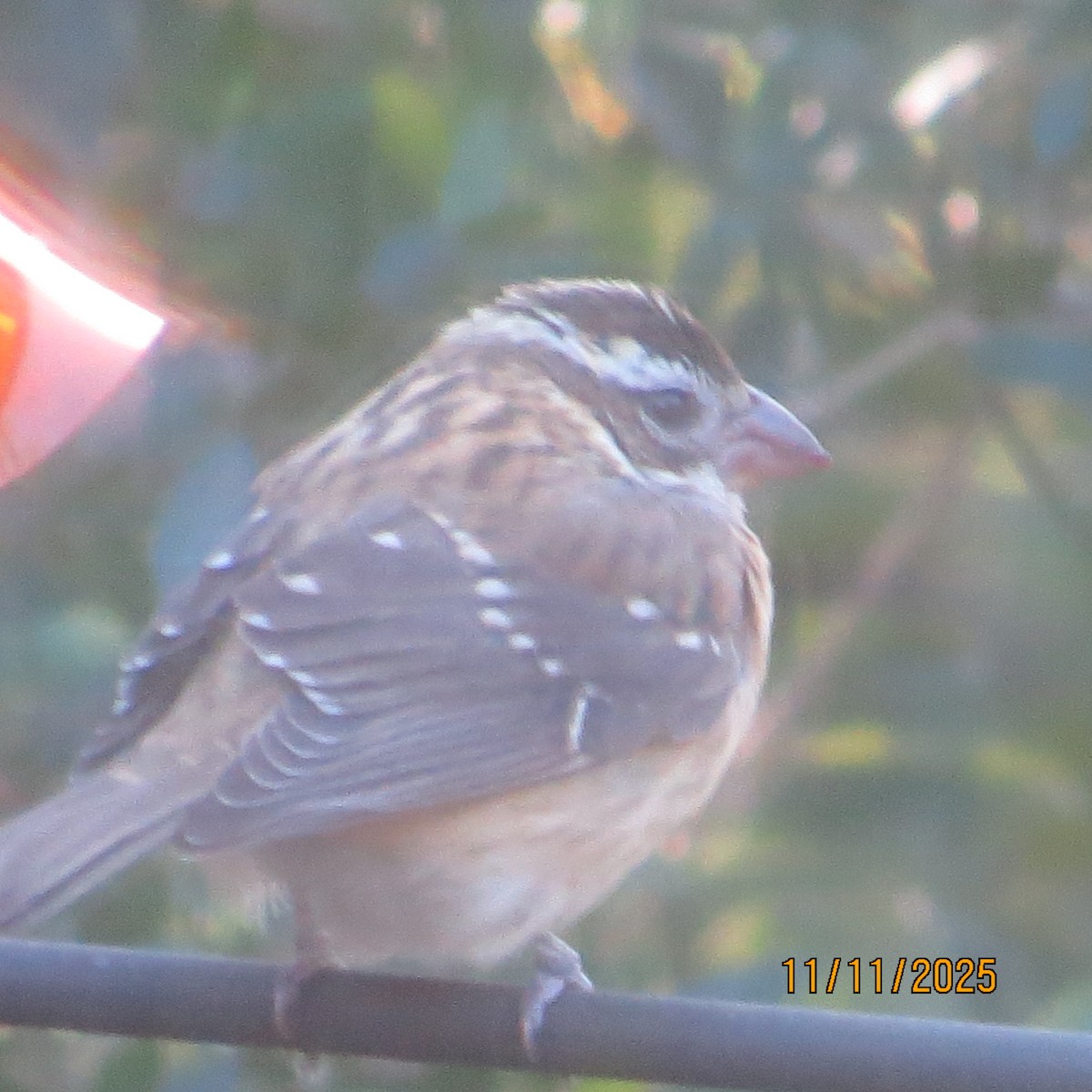 Rose-breasted Grosbeak - ML645107598