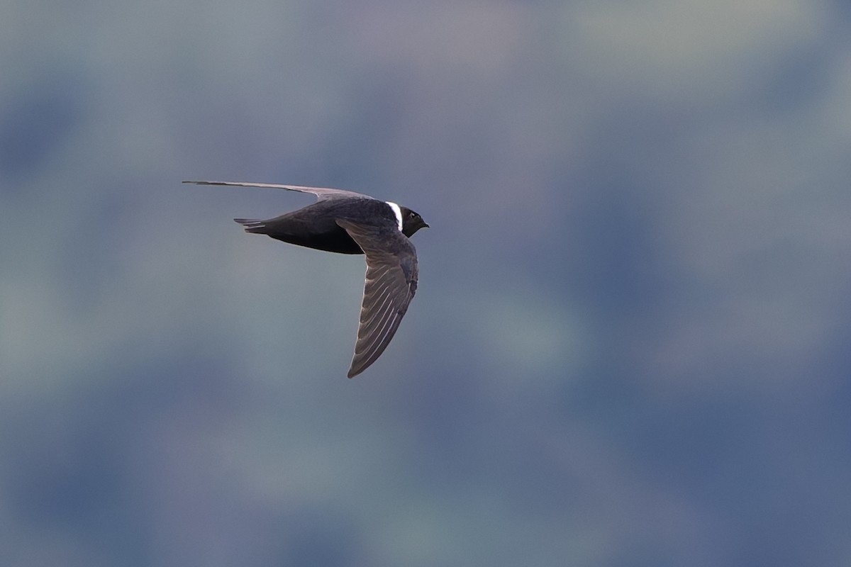 White-collared Swift - ML645107601