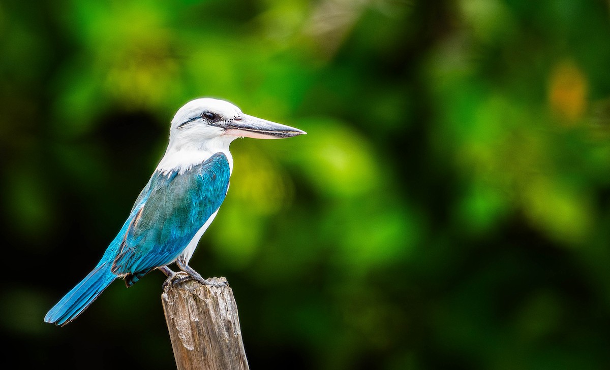 Kumsal Yalıçapkını - ML645107602