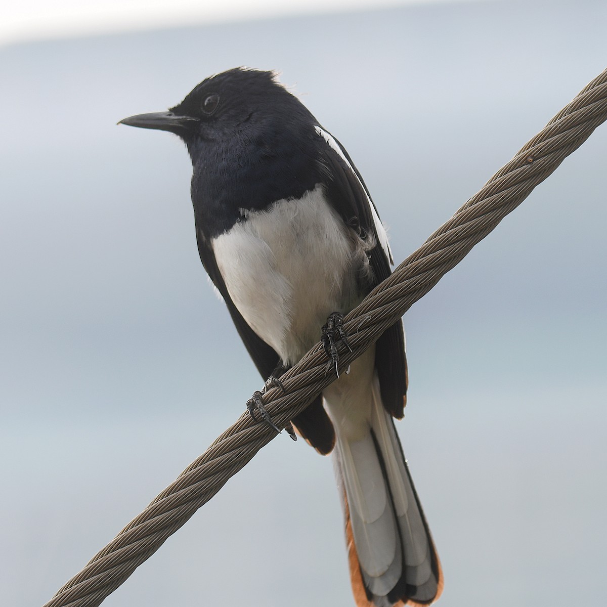 Oriental Magpie-Robin - ML645107608