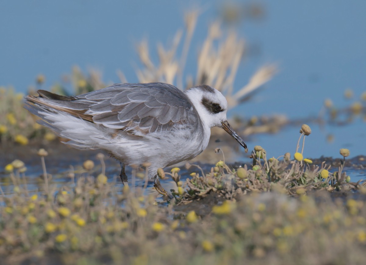 Улаан сэлээхэй - ML645107610