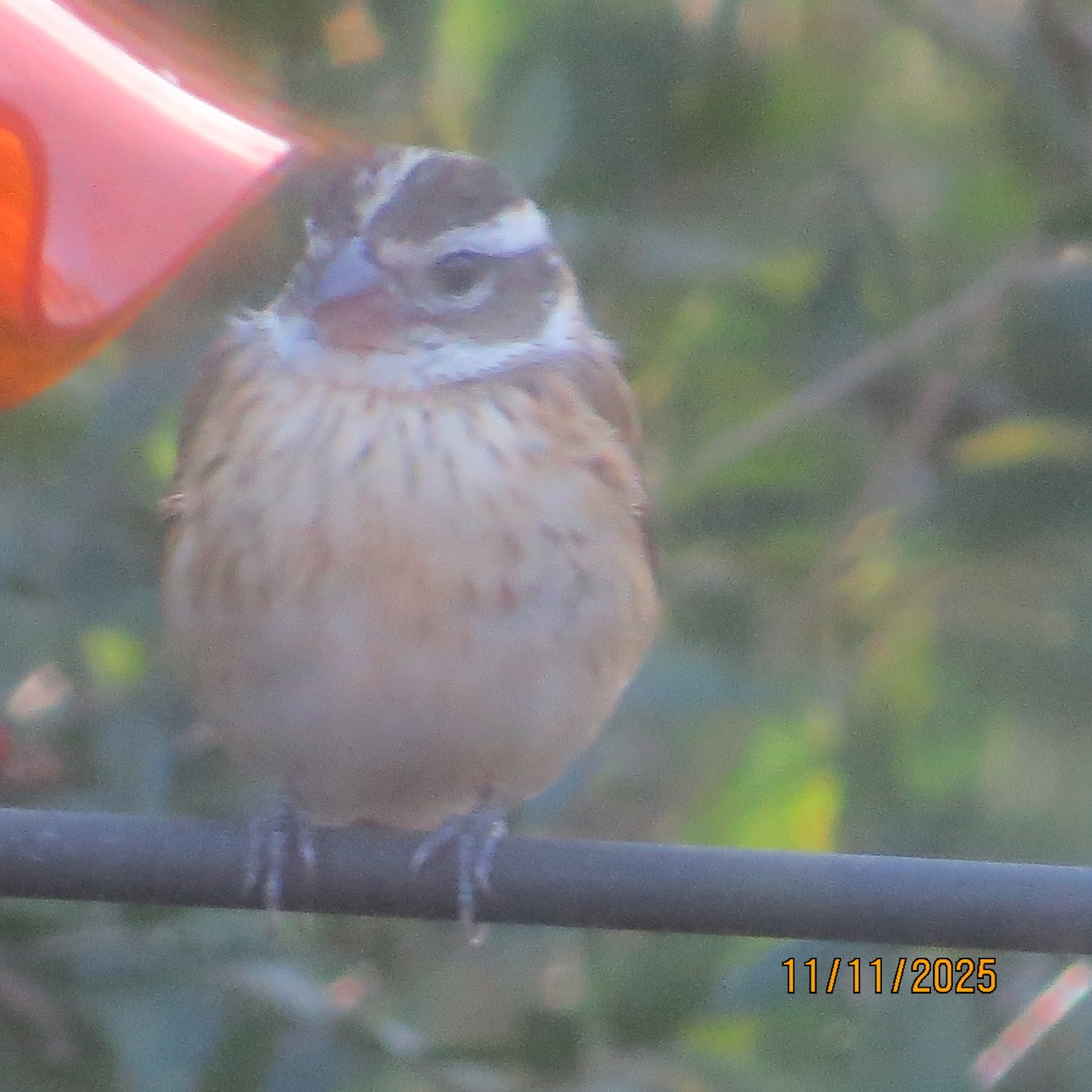Rose-breasted Grosbeak - ML645107616