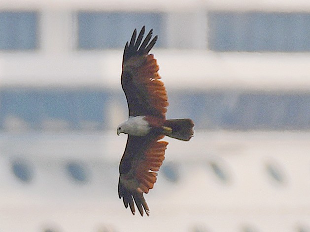 Brahminy Kite - ML645107620
