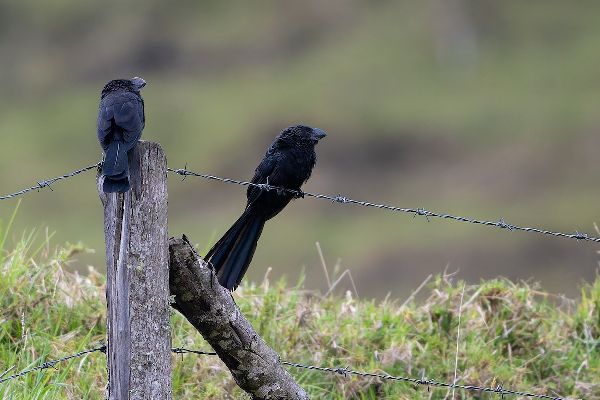 Ані товстодзьобий - ML645107621