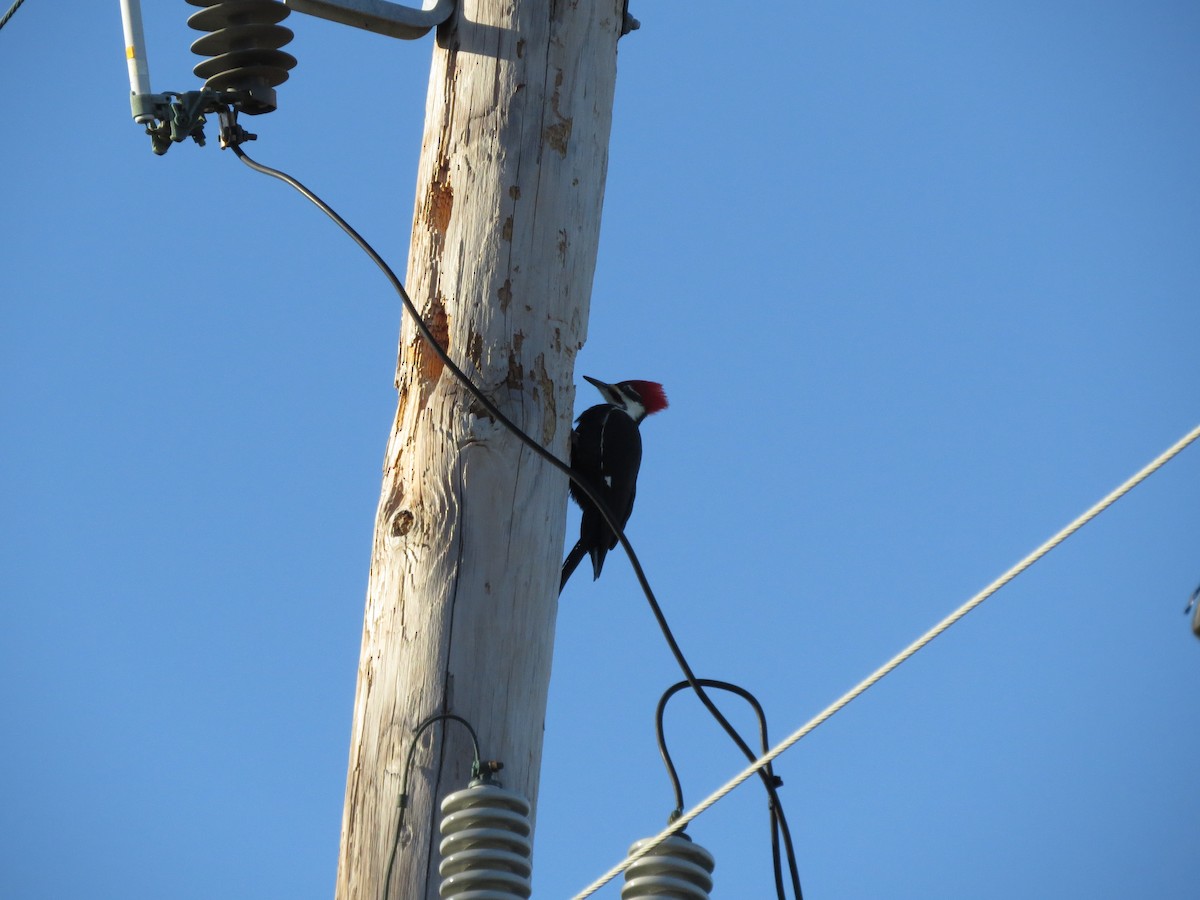 datel chocholatý - ML645107633