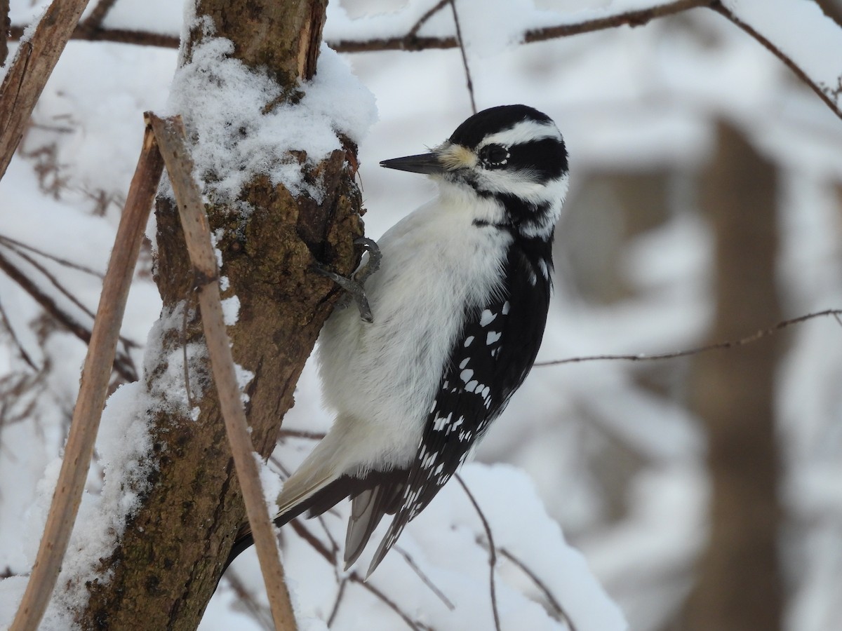 Hairy Woodpecker - ML645107637