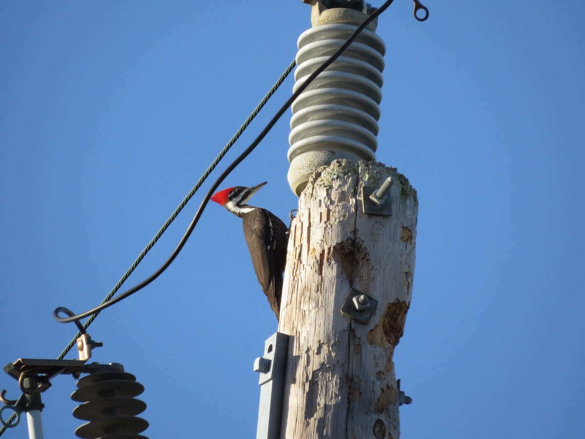 datel chocholatý - ML645107639